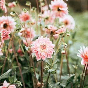 Meet your Posher, Jocelyn